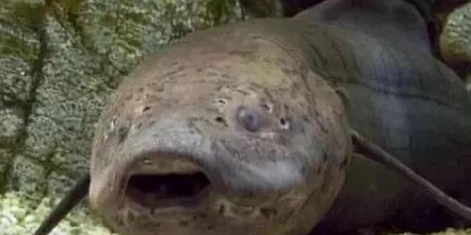 鮮魚軒，打造以魚為主的美食天堂