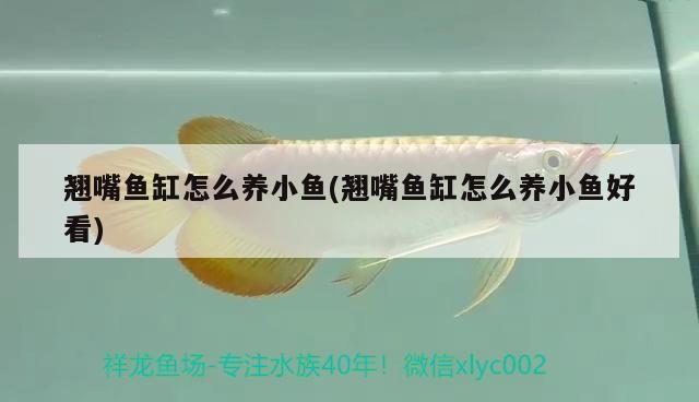 翹嘴魚缸怎么養小魚(翹嘴魚缸怎么養小魚好看)