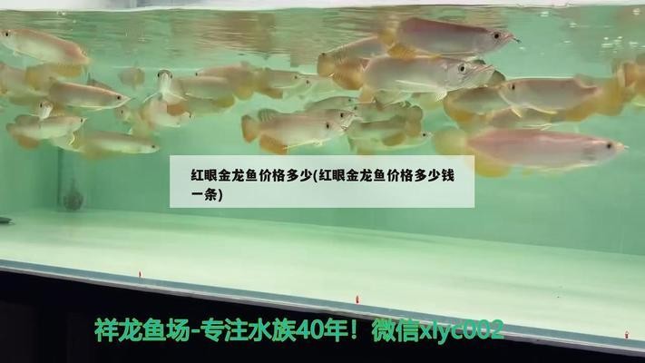 重慶最大的魚缸市場(重慶賣魚缸的地方)