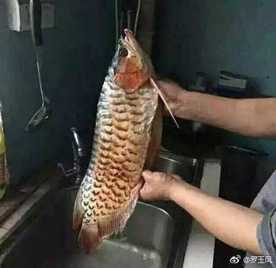 紅龍魚幾年能紅燒：紅龍魚的壽命通常在2-5年左右但具體的養殖時間