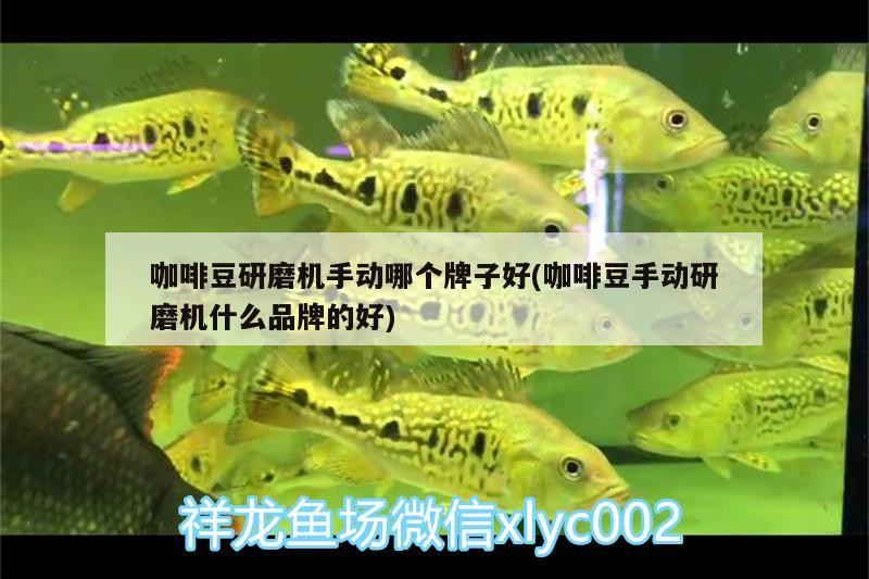 咖啡豆研磨機(jī)手動(dòng)哪個(gè)牌子好(咖啡豆手動(dòng)研磨機(jī)什么品牌的好) 咖啡豆研磨機(jī)手動(dòng)哪個(gè)牌子好(咖啡豆手動(dòng)研磨機(jī)什么品牌的好) 馬來西亞咖啡