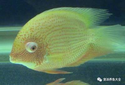 軍魚圖片，探索這一獨(dú)特魚類的美麗與生態(tài)價(jià)值 軍魚圖片，探索這一獨(dú)特魚類的美麗與生態(tài)價(jià)值 龍魚百科 第3張
