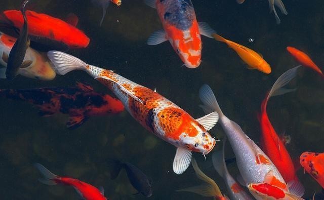 聚寶盆放三處最吉利，揭秘千年風(fēng)水智慧中的財(cái)富密碼