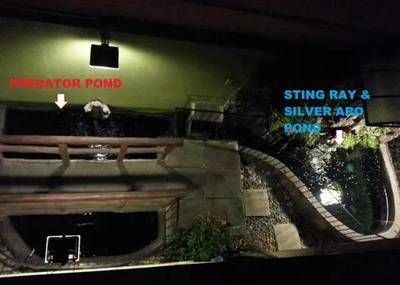 魟魚(yú)池制作：如何制作一個(gè)適合魟魚(yú)生活的魚(yú)池