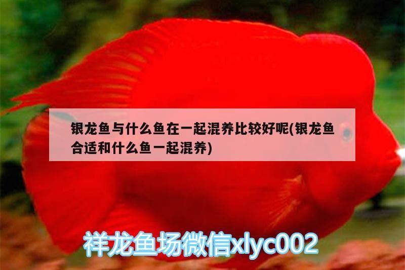 銀龍魚與什么魚在一起混養比較好呢(銀龍魚合適和什么魚一起混養)