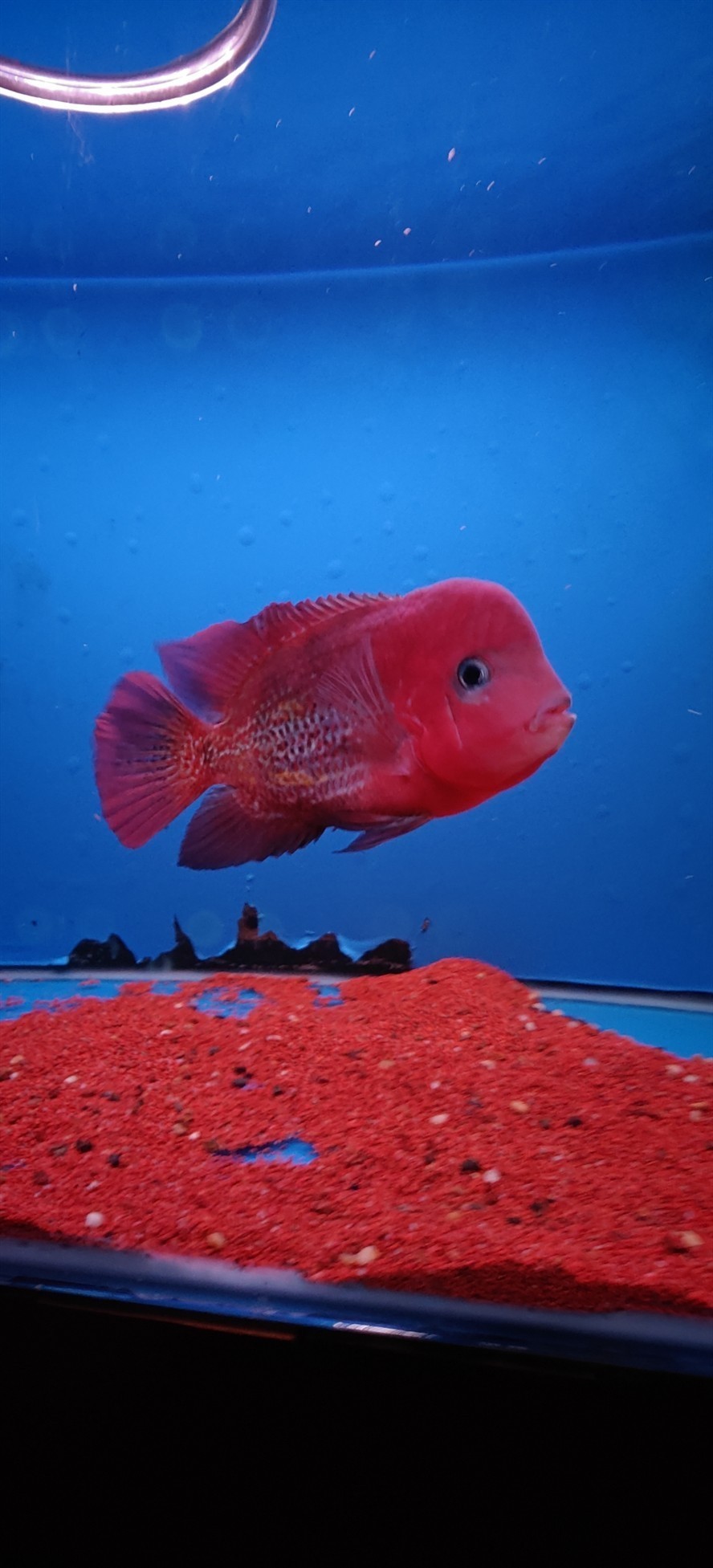 出魚看中聯系 龍魚論壇 第1張 出魚看中聯系 出魚看中聯系 龍魚論壇 第1張