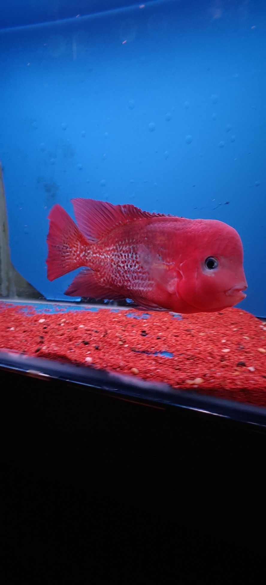 出魚看中聯系 龍魚論壇 第2張 出魚看中聯系 出魚看中聯系 龍魚論壇 第2張