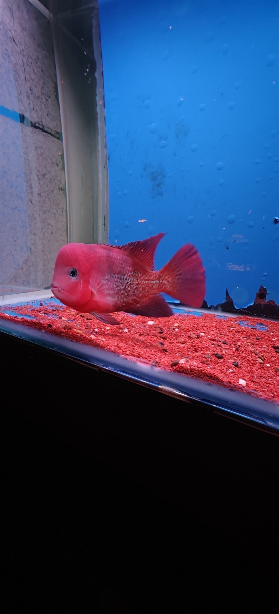 出魚看中聯系 龍魚論壇 第3張 出魚看中聯系 出魚看中聯系 龍魚論壇 第3張