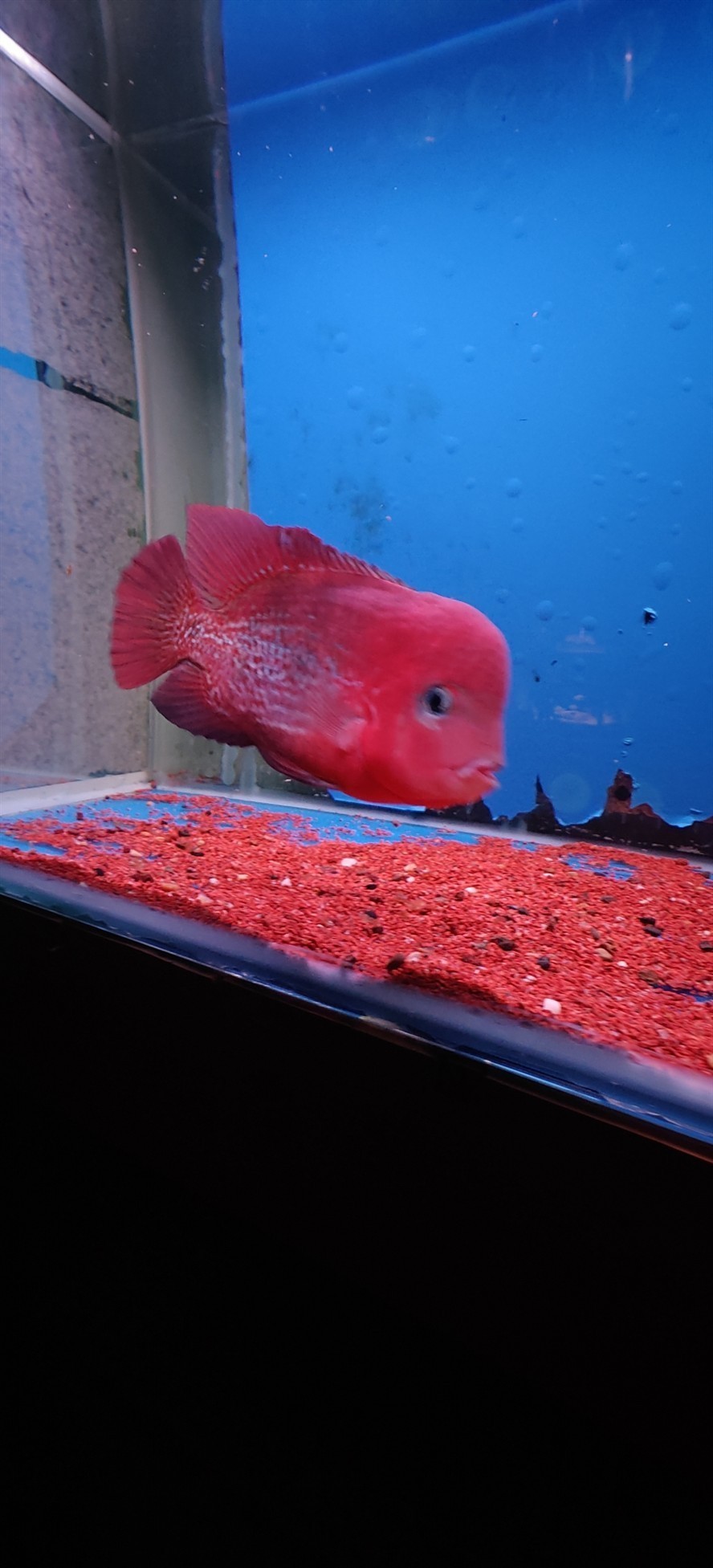 出魚看中聯系 龍魚論壇 第4張 出魚看中聯系 出魚看中聯系 龍魚論壇 第4張