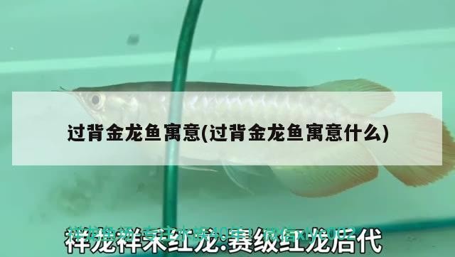 過背金龍魚寓意(過背金龍魚寓意什么) 金龍魚百科 第2張 過背金龍魚寓意(過背金龍魚寓意什么) 過背金龍魚寓意(過背金龍魚寓意什么) 金龍魚百科 第2張
