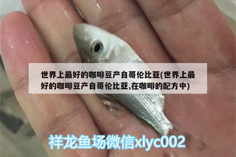 世界上最好的咖啡豆產自哥倫比亞(世界上最好的咖啡豆產自哥倫比亞,在咖啡的配方中) 世界上最好的咖啡豆產自哥倫比亞(世界上最好的咖啡豆產自哥倫比亞,在咖啡的配方中) 馬來西亞咖啡