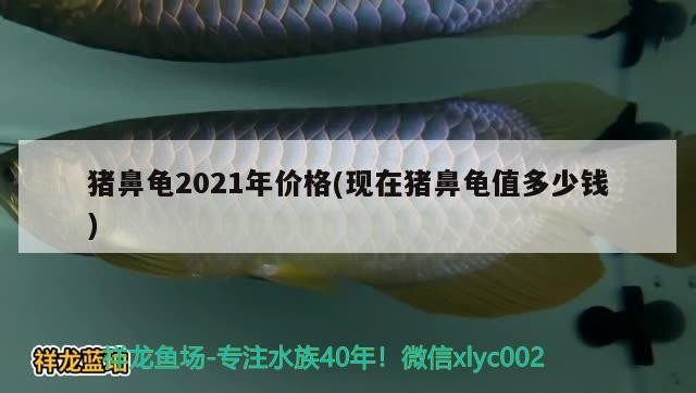 豬鼻龜2021年價格(現在豬鼻龜值多少錢)