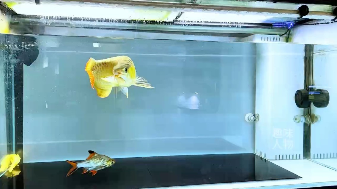 謝謝你那么優秀 謝謝你那么優秀 龍魚論壇