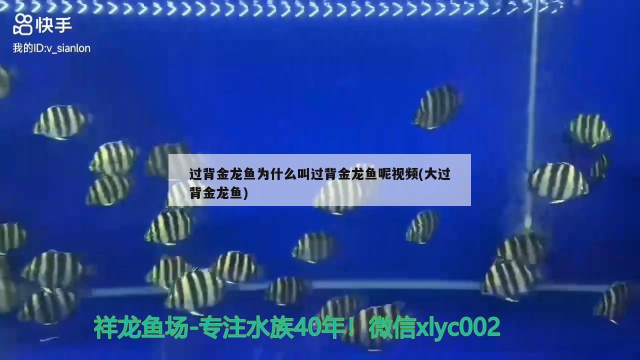 過背金龍魚為什么叫過背金龍魚呢視頻(大過背金龍魚) 過背金龍魚為什么叫過背金龍魚呢視頻(大過背金龍魚) 金龍魚百科