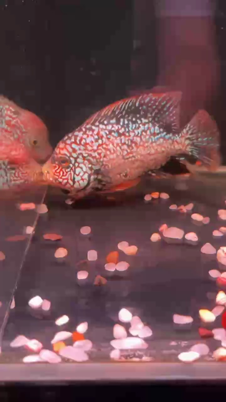 紅德薩羅漢魚老版德薩羅漢魚 紅德薩羅漢魚老版德薩羅漢魚 龍魚論壇