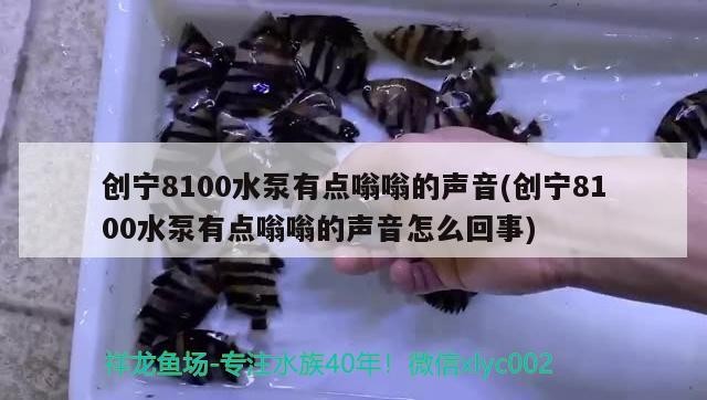 創寧8100水泵有點嗡嗡的聲音(創寧8100水泵有點嗡嗡的聲音怎么回事)