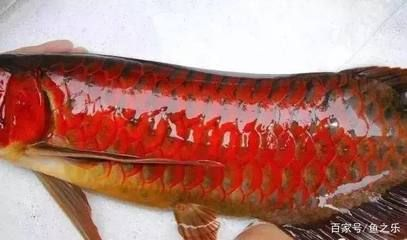 紅龍魚的最好品種有哪些：紅龍魚品種介紹