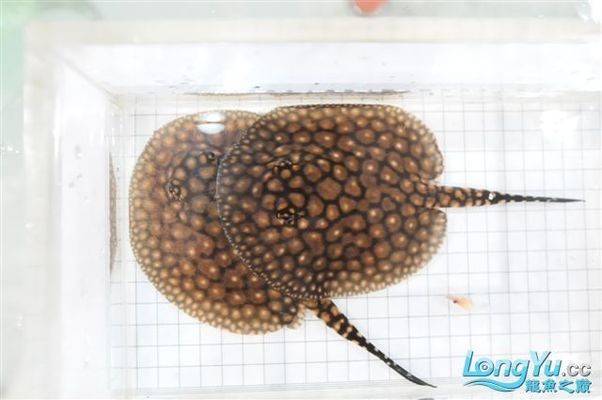 九條鯉魚圖的寓意，吉祥、繁榮與成功的象征