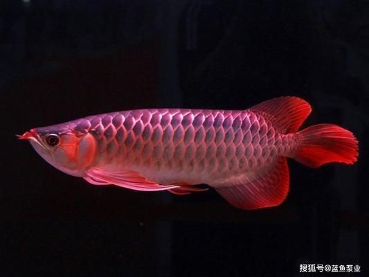 紅龍魚要怎么養(yǎng)才會紅眼睛