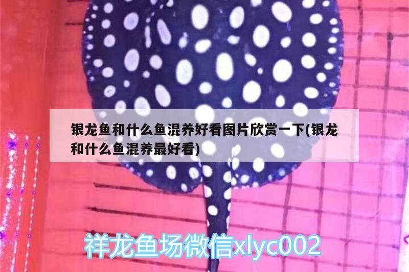 銀龍魚和什么魚混養好看圖片欣賞一下(銀龍和什么魚混養最好看)