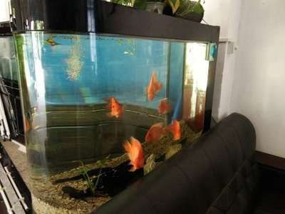 40魚缸養什么原生魚：40厘米的魚缸養什么原生魚40魚缸養魚注意事項