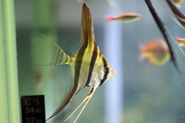 敬神最忌諱的三個魚，信仰中的禁忌與智慧