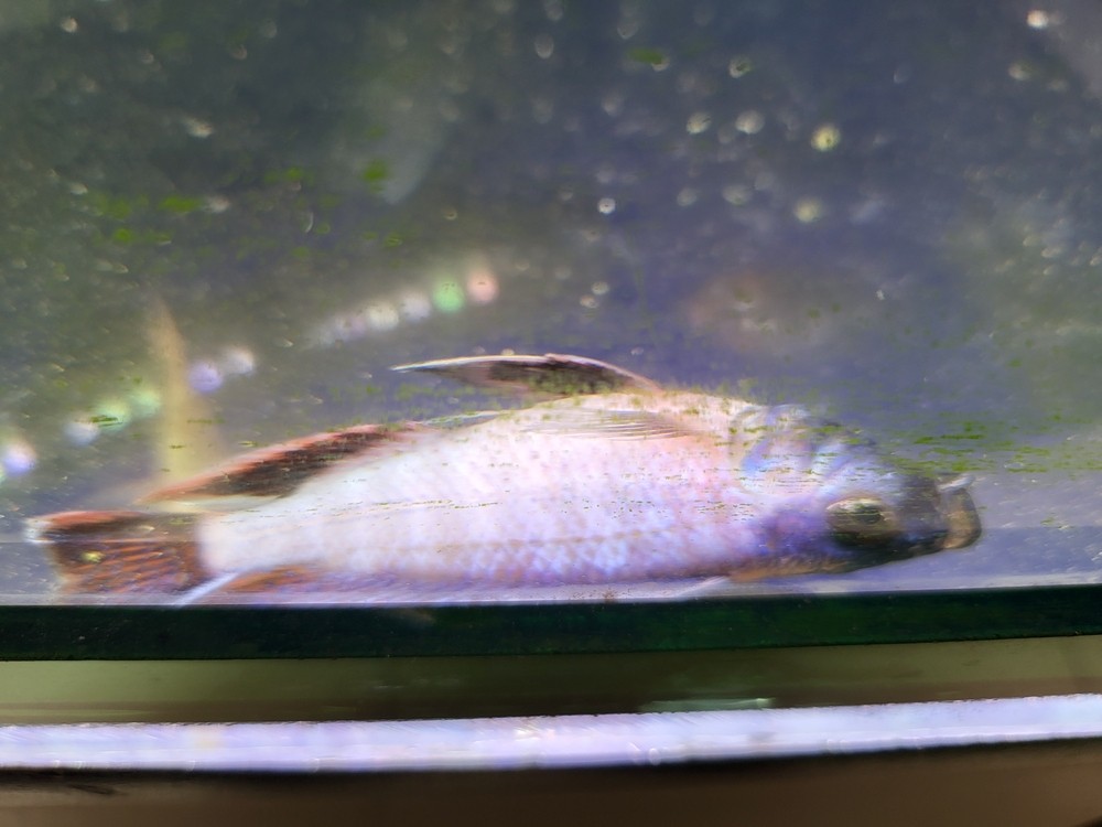 突然暴斃了