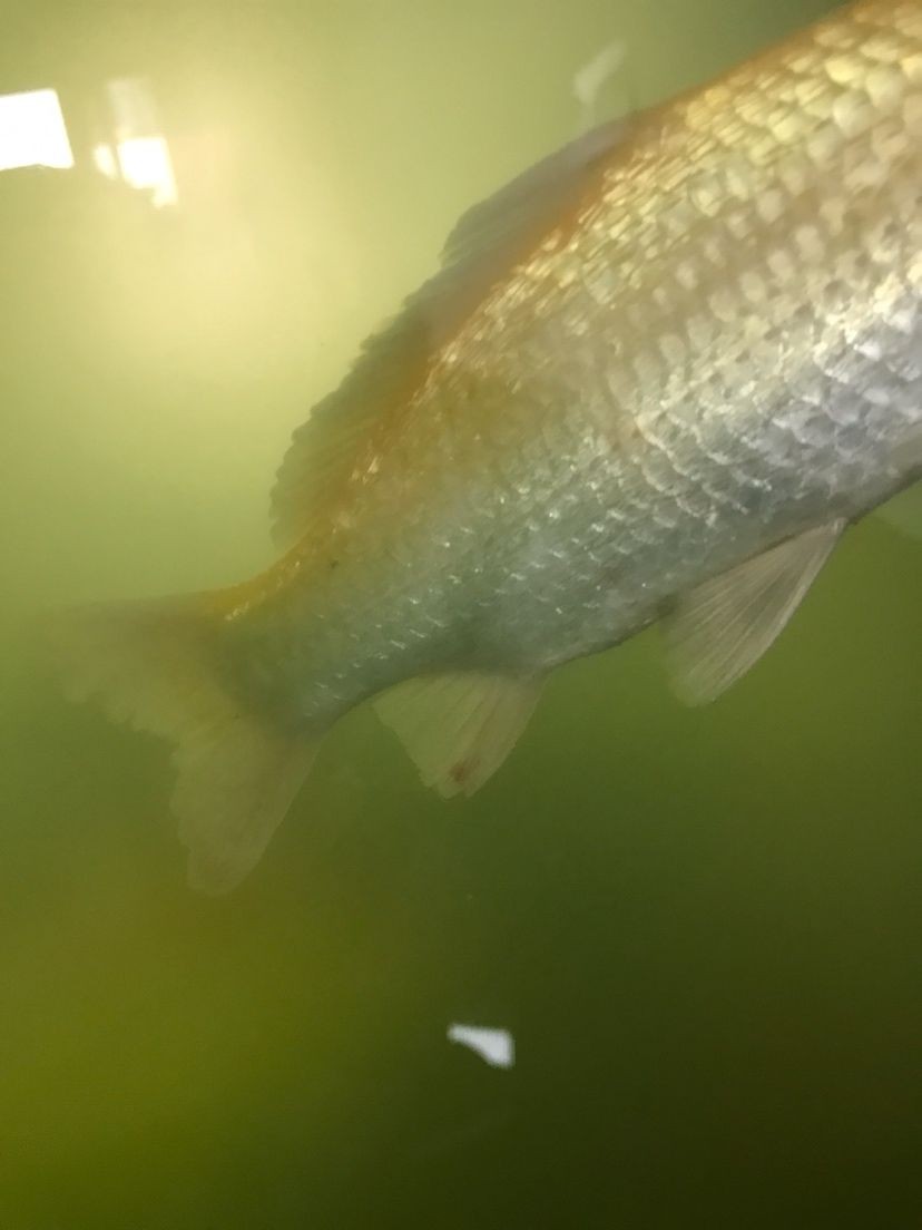 觀賞魚店鋪介紹模板圖（最美的觀賞魚店鋪設計）