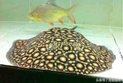 魟魚狀態好的表現有哪些：魟魚狀態好的表現