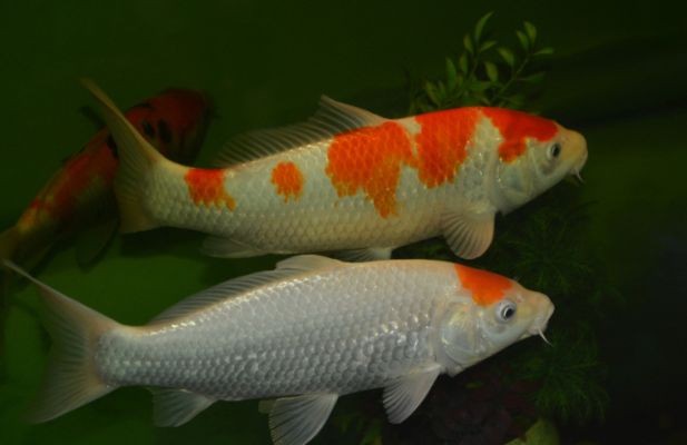 虎魚眼圈發白怎么治療：虎魚眼圈發白怎么治療虎魚眼圈發白的治療方法