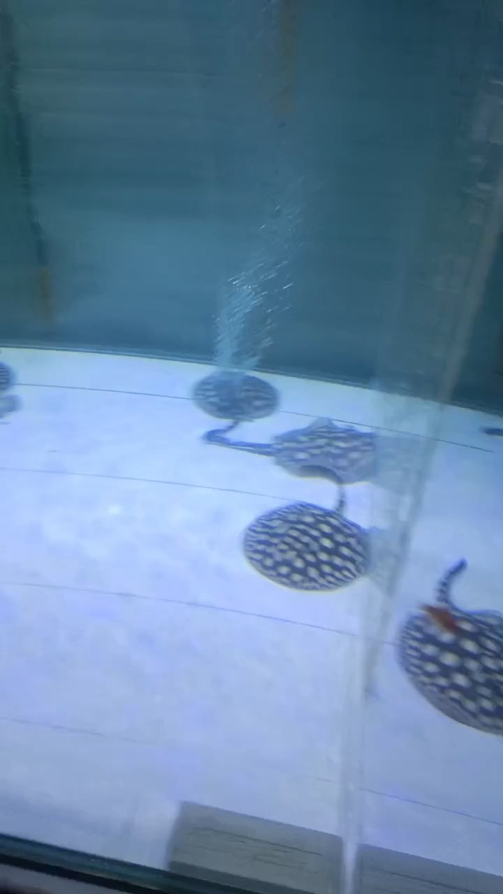 小魚入大缸