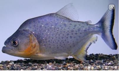 虎魚會(huì)吃人嗎：巨型水虎魚吃人的機(jī)會(huì)大幅降低，現(xiàn)代人類的生活方式已降低 虎魚會(huì)吃人嗎：巨型水虎魚吃人的機(jī)會(huì)大幅降低，現(xiàn)代人類的生活方式已降低 虎魚百科 第3張