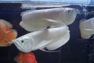 極品白金龍魚多少錢：如何辨別極品白金龍魚的價格，白金龍魚品鑒標準介紹 極品白金龍魚多少錢：如何辨別極品白金龍魚的價格，白金龍魚品鑒標準介紹 金龍魚百科 第4張