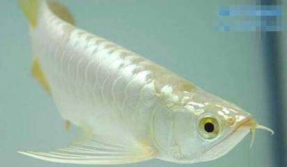 極品白金龍魚多少錢：如何辨別極品白金龍魚的價格，白金龍魚品鑒標準介紹 極品白金龍魚多少錢：如何辨別極品白金龍魚的價格，白金龍魚品鑒標準介紹 金龍魚百科 第5張