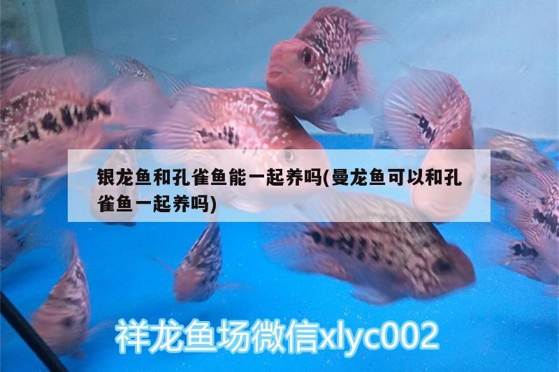 銀龍魚和孔雀魚能一起養嗎(曼龍魚可以和孔雀魚一起養嗎)