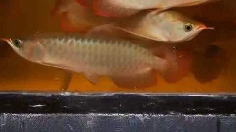三條紅龍魚混養怎么不打架：三條紅龍魚混養時不互相攻擊的方法