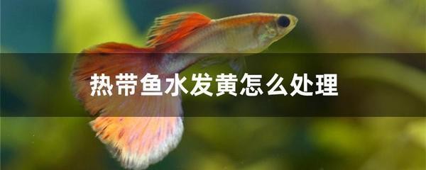 錦鯉嘴紅腫爛嘴唇的原因及治療方法 錦鯉嘴紅腫爛嘴唇的原因及治療方法 龍魚百科 第3張