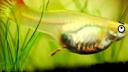 虎魚混養水溫控制要點，虎魚混養時的水溫控制要點