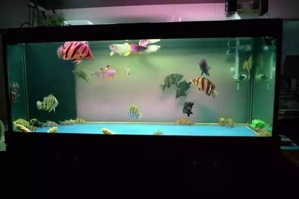 虎魚混養水溫控制要點，虎魚混養時的水溫控制要點