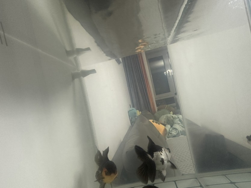 新手開缸求助