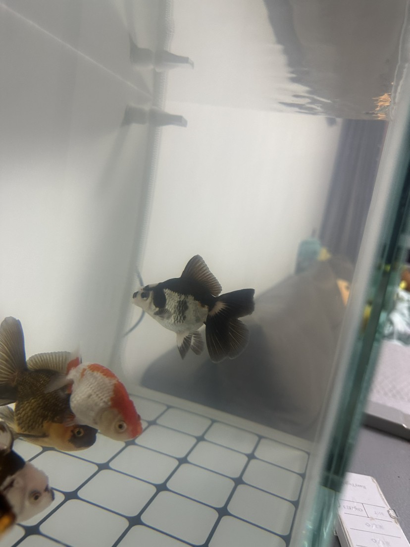 新手開缸求助