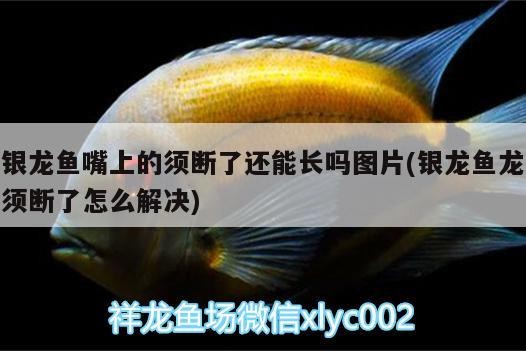龍魚嘴上須斷了能否再長(zhǎng)？ 龍魚嘴上須斷了能否再長(zhǎng)？ 銀龍魚百科