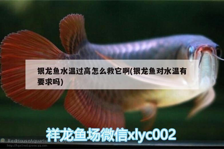 龍魚水溫過高咋救？