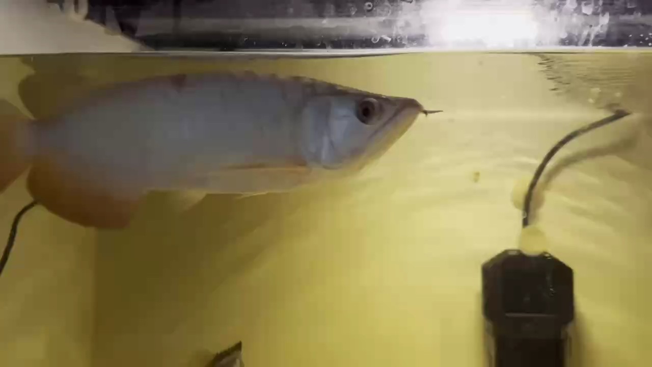 出游撞掉鱗片，245天調理期，龍魚水黃