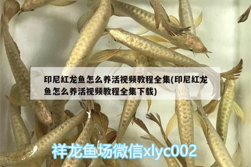 紅龍魚養活視頻教程全集，養殖技巧、環境搭建與