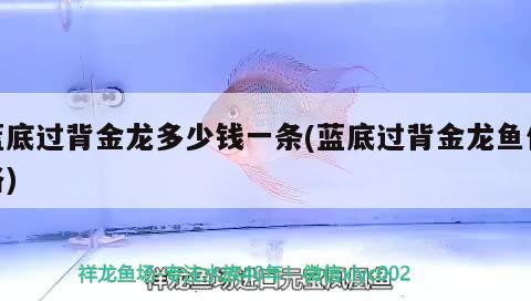 底過(guò)背金龍魚價(jià)格揭秘，一條究竟多少錢及影響因素