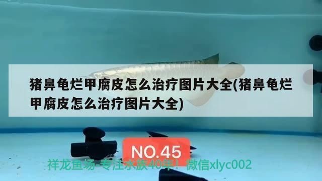鼻龜背甲現白色腐爛，身體腐爛咋辦？