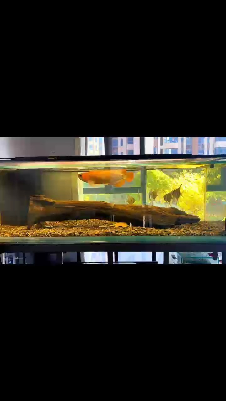 魚愛水卻遭水煮，情感與命運的錯位悲歌 魚愛水卻遭水煮，情感與命運的錯位悲歌 龍魚論壇