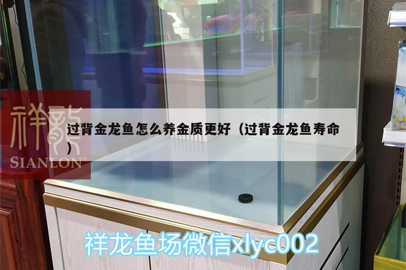 背金龍魚如何飼養金質更佳？