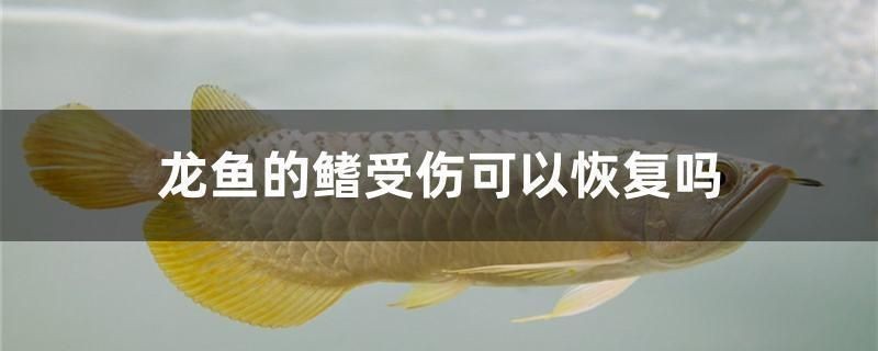 魚鰭受傷能否恢復？